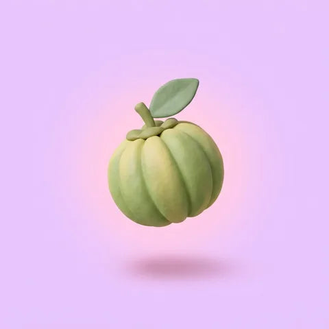 Garcinia fruit illustration